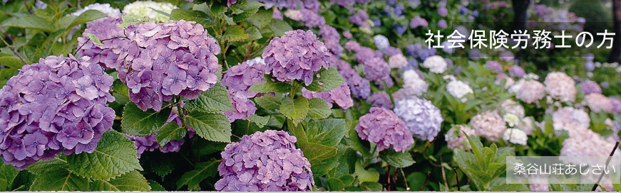 桑谷山荘あじさい