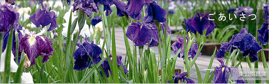 東公園菖蒲
